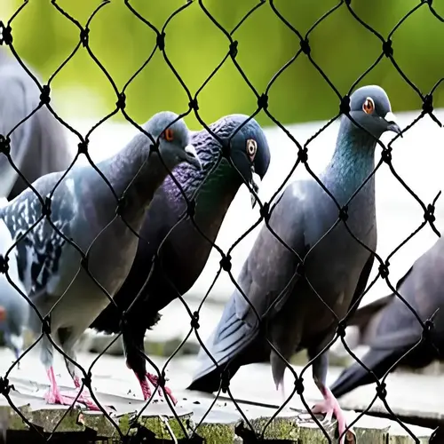 Premium Quality Pigeon Safety Nets in Andhra Pradesh and Telangana